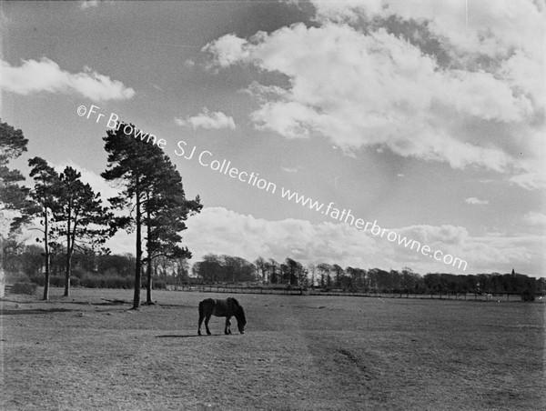 TREES CLOUDS DITCH & HORSE GRAZING